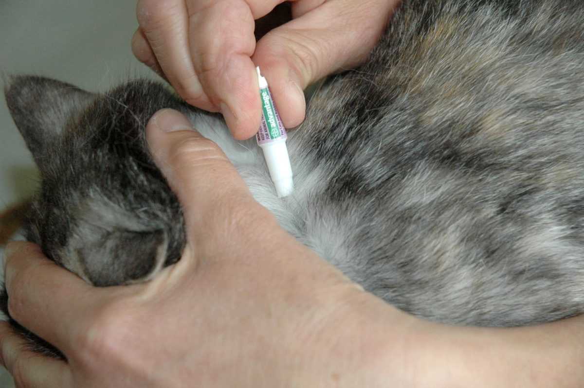 Understanding Different Types of Flea Medications