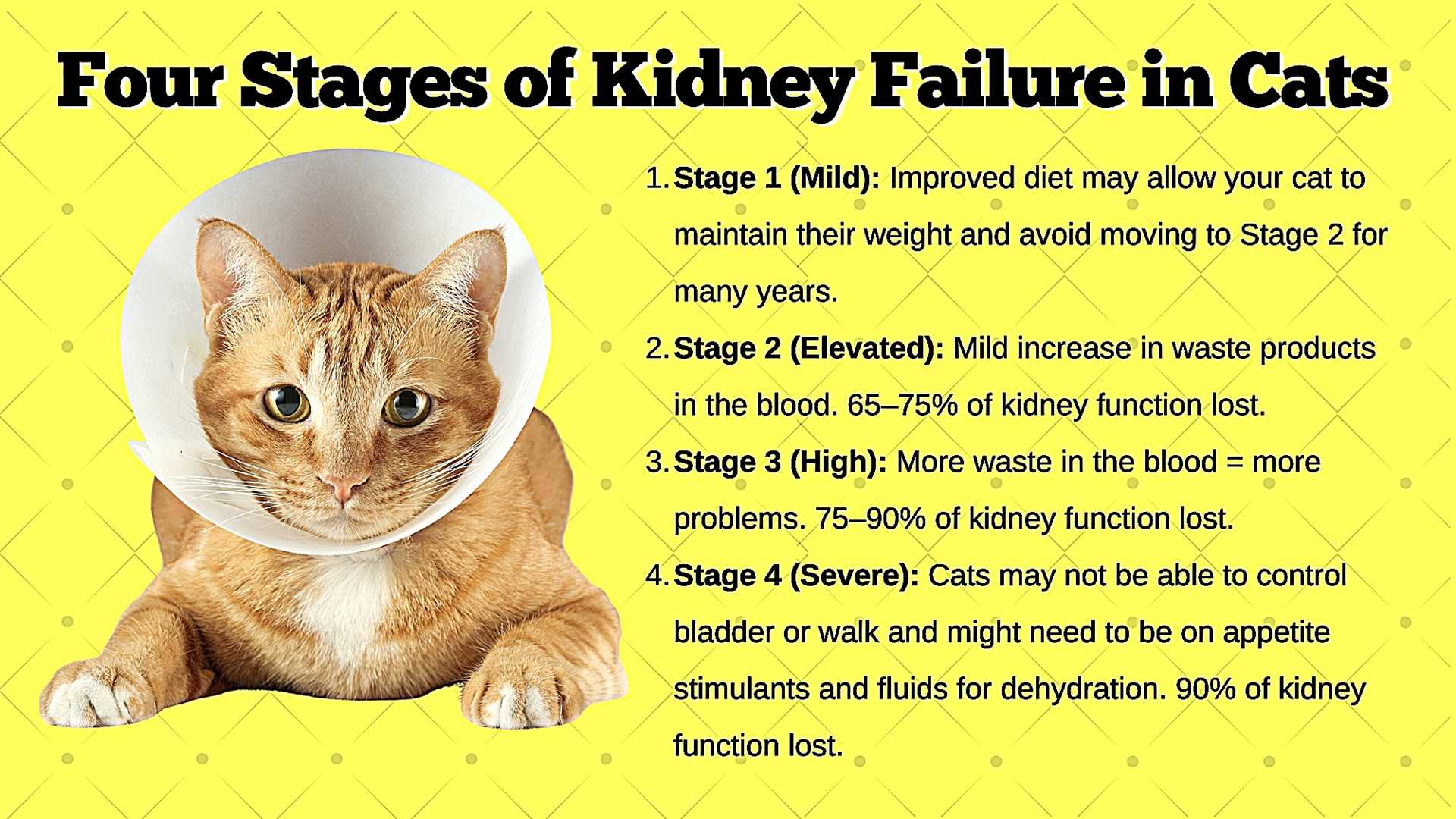 Understanding the Stages of Chronic Kidney Disease in Felines
