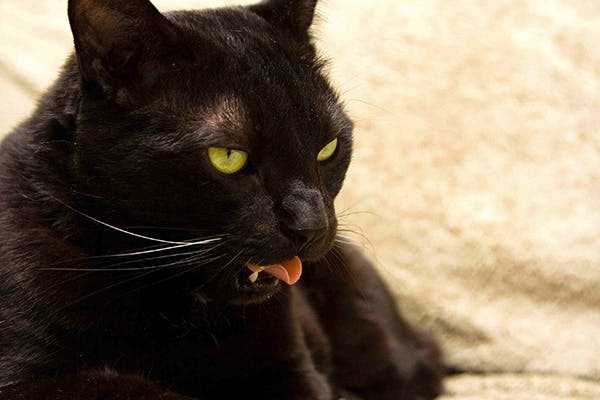 Monitoring Your Feline's Pulse