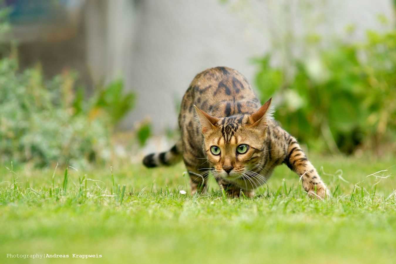 Understanding the Factors Influencing Feline Agility