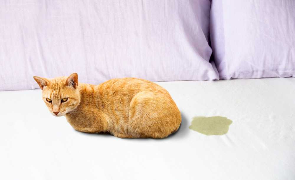 Understanding Normal Urination Patterns in Cats
