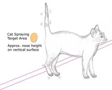 When to Consult a Veterinarian About Your Feline's Urination