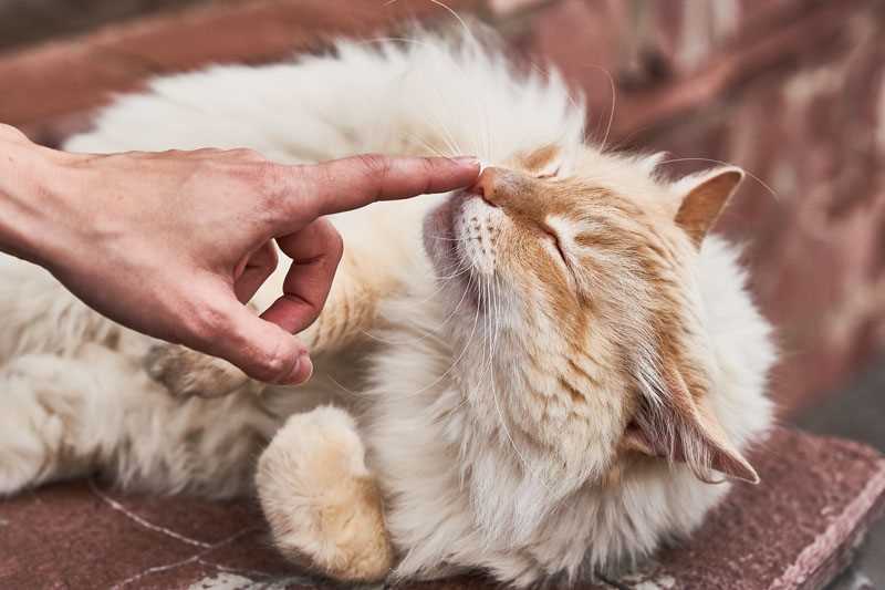 Tips for Enhancing Your Cat's Smell Environment