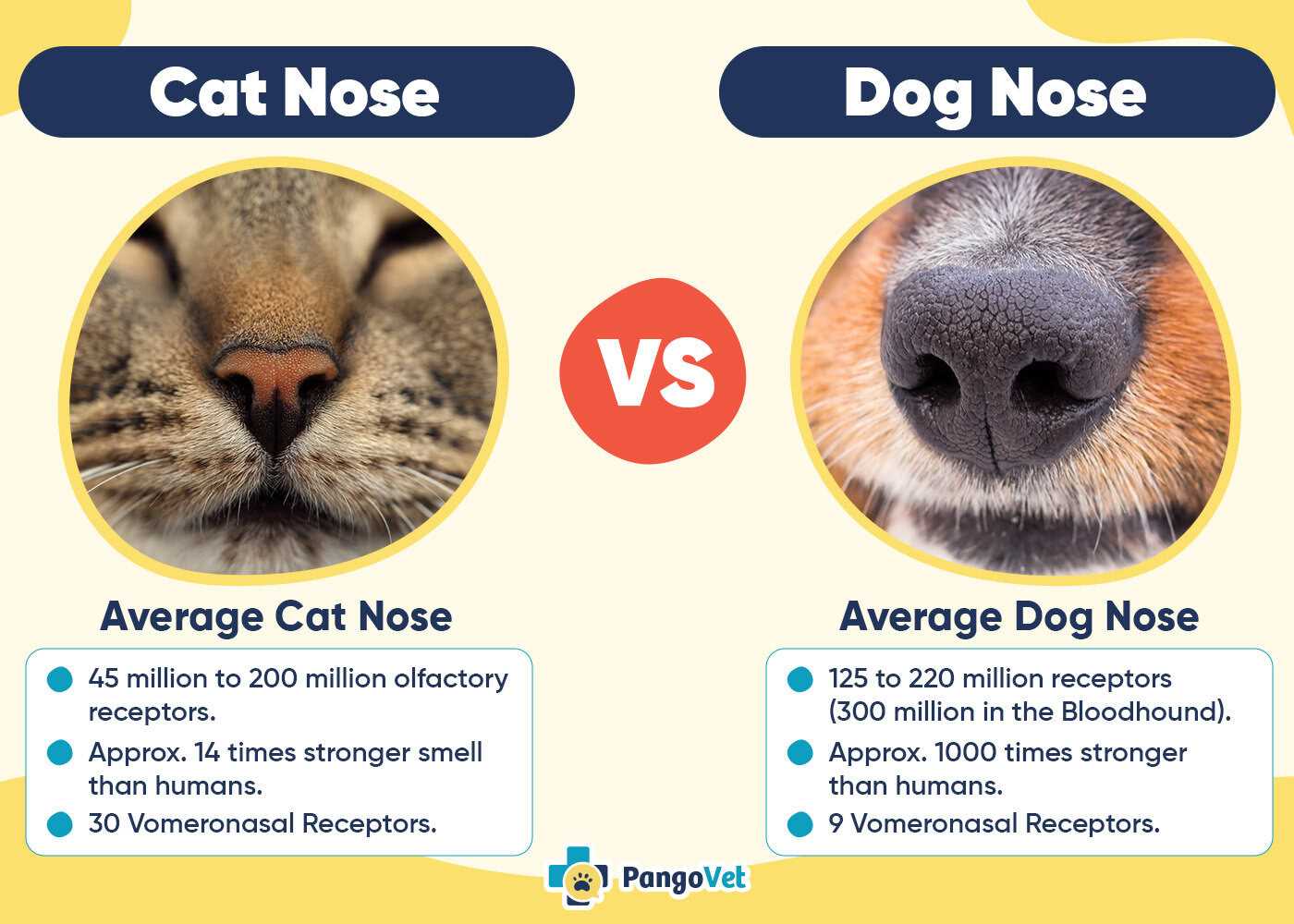 Impact of Aging on a Cat's Sense of Smell