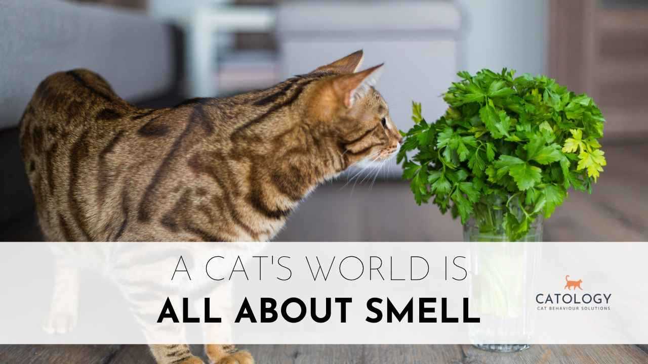How Felines Utilize Their Olfactory Abilities in Everyday Life