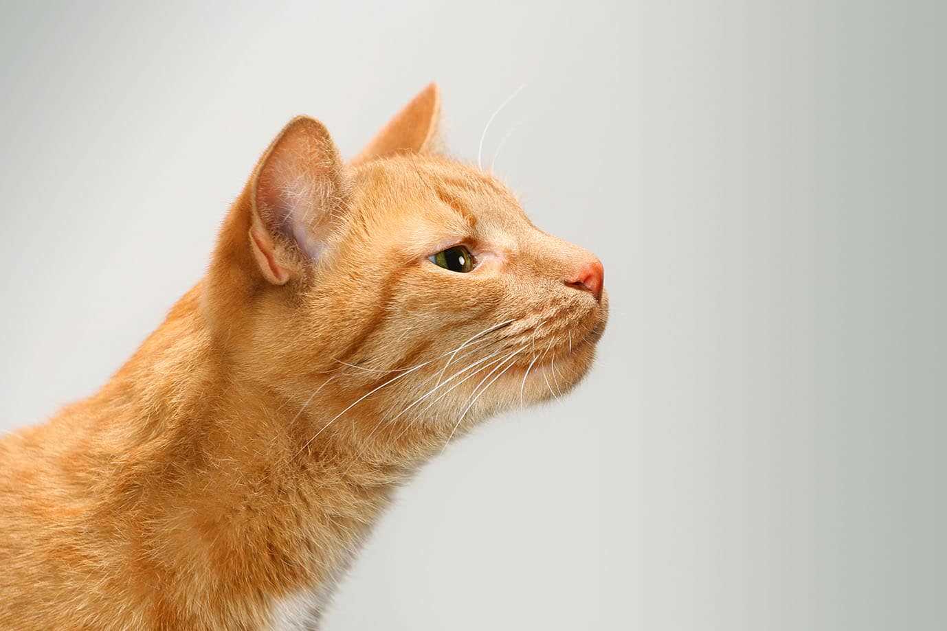The Anatomy of a Feline's Nose