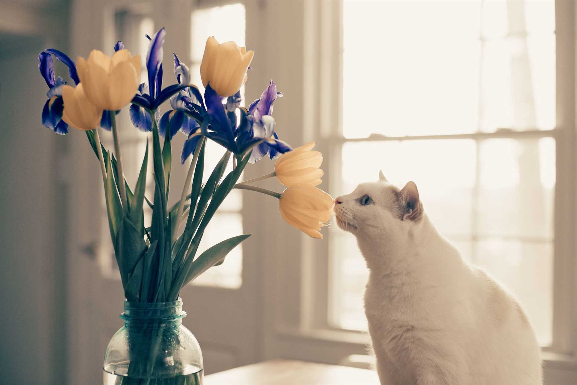 Understanding the Anatomy of a Cat's Nose