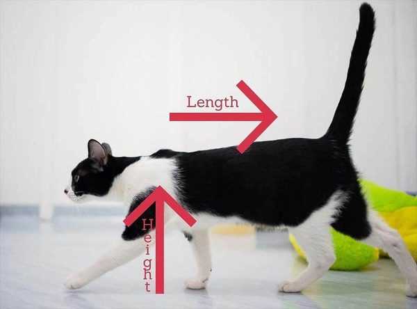 Understanding the Anatomy of a Cat's Jumping Ability