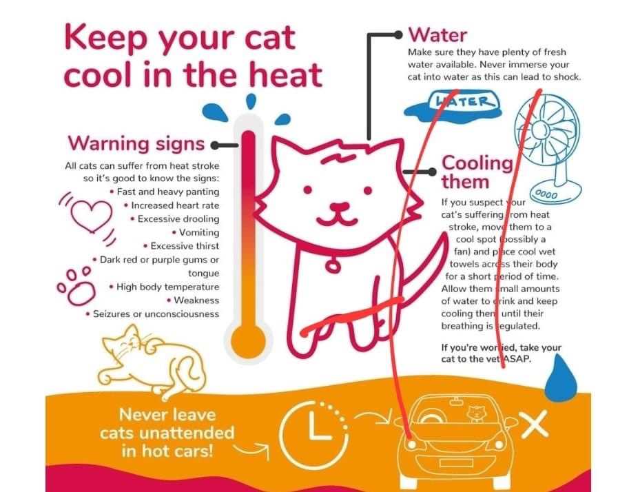 Identifying Signs of Overheating in Felines