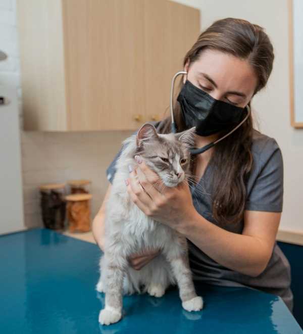 Temperature Tolerance in Felines