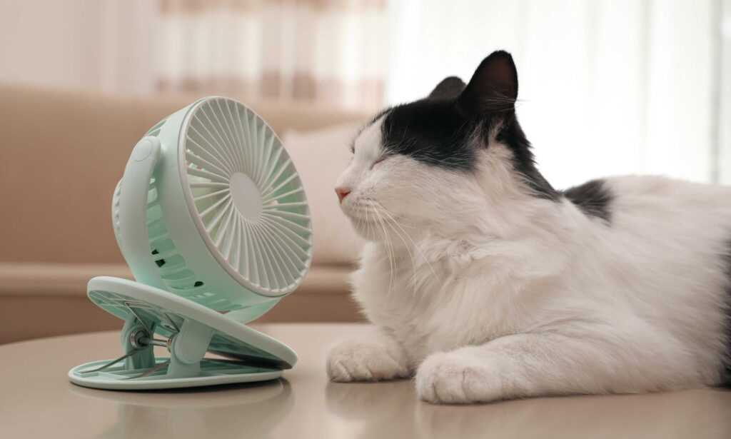 Staying Cool