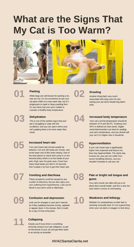 Signs of Overheating in Cats: What to Watch For