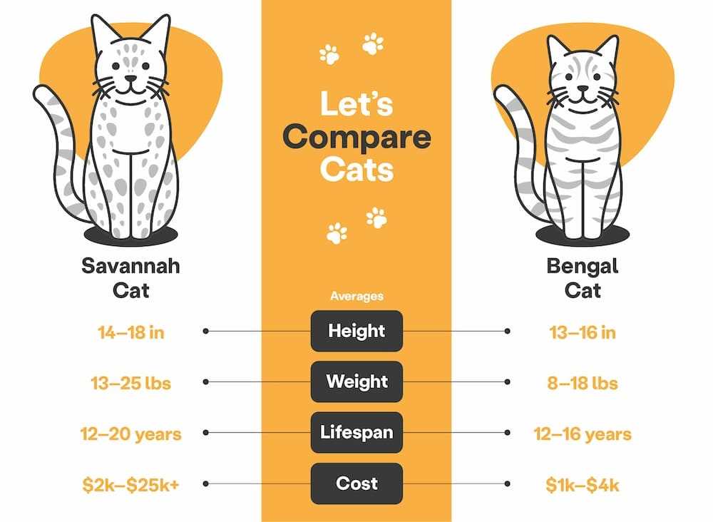 Understanding the Size Variations Between Different Generations of Savannah Cats