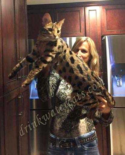 Factors Influencing the Growth and Size of Savannah Cats