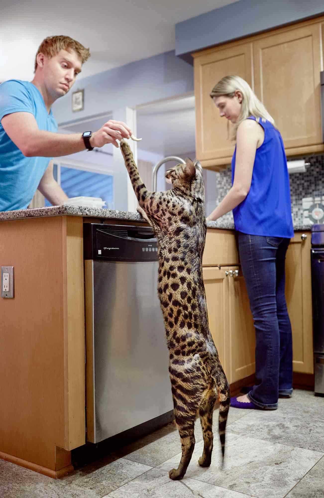 Moreover, the physical characteristics can vary greatly based on their lineage. For instance, an F1 might resemble a miniature leopard, showcasing a robust build and striking features, whereas later generations may display more domestic traits while still retaining a unique appearance.