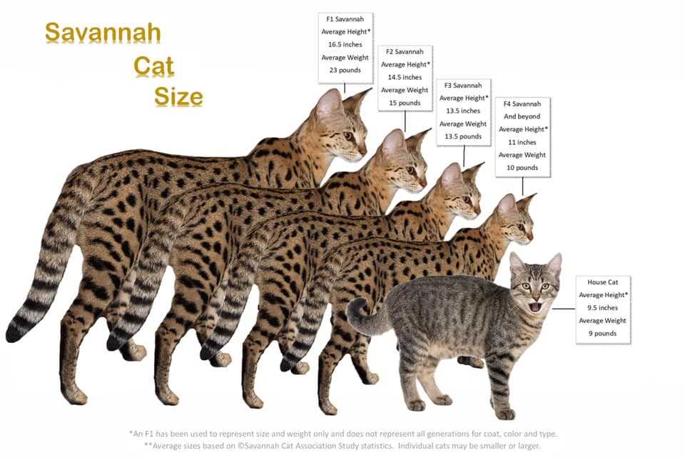 Size Expectations for These Unique Felines
