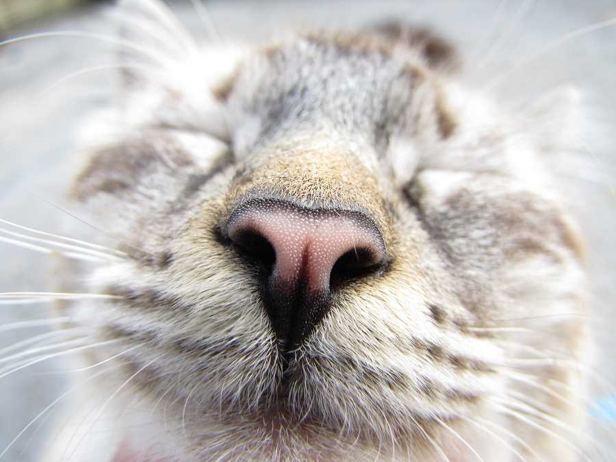Understanding a Feline's Sense of Smell