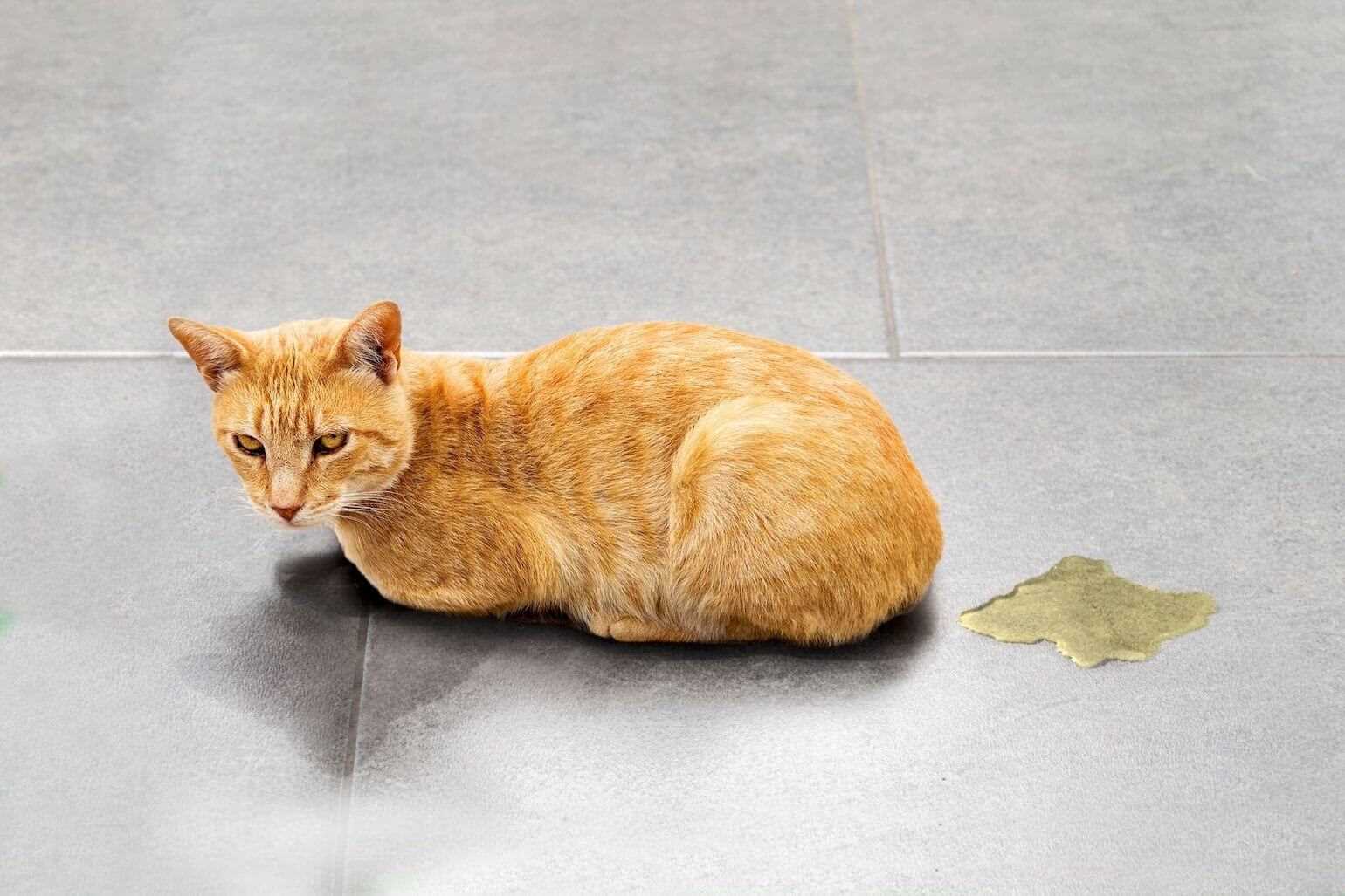 Duration of Odor from Urine
