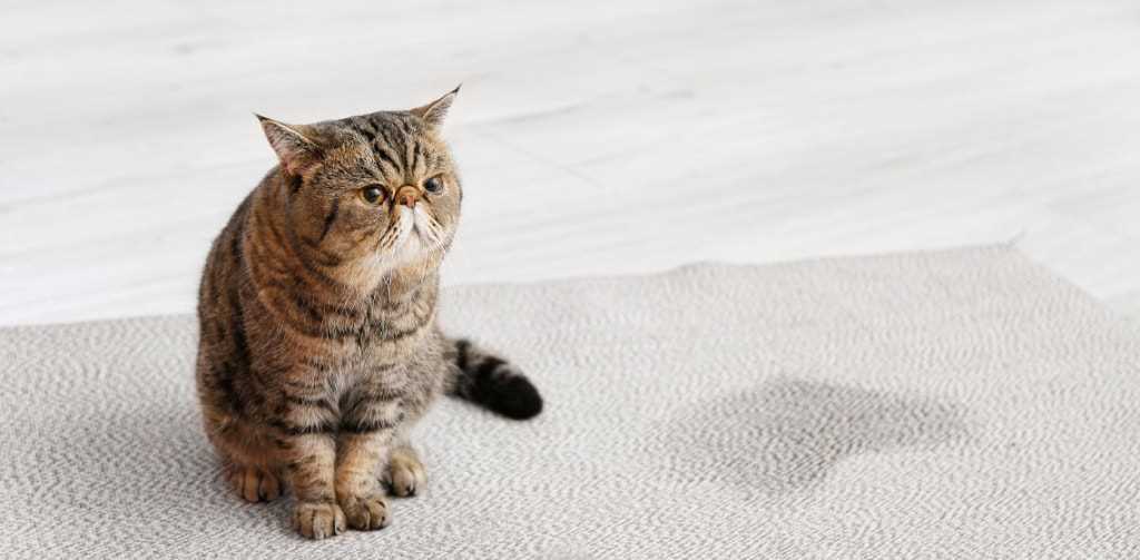 Understanding the Composition of Feline Urine