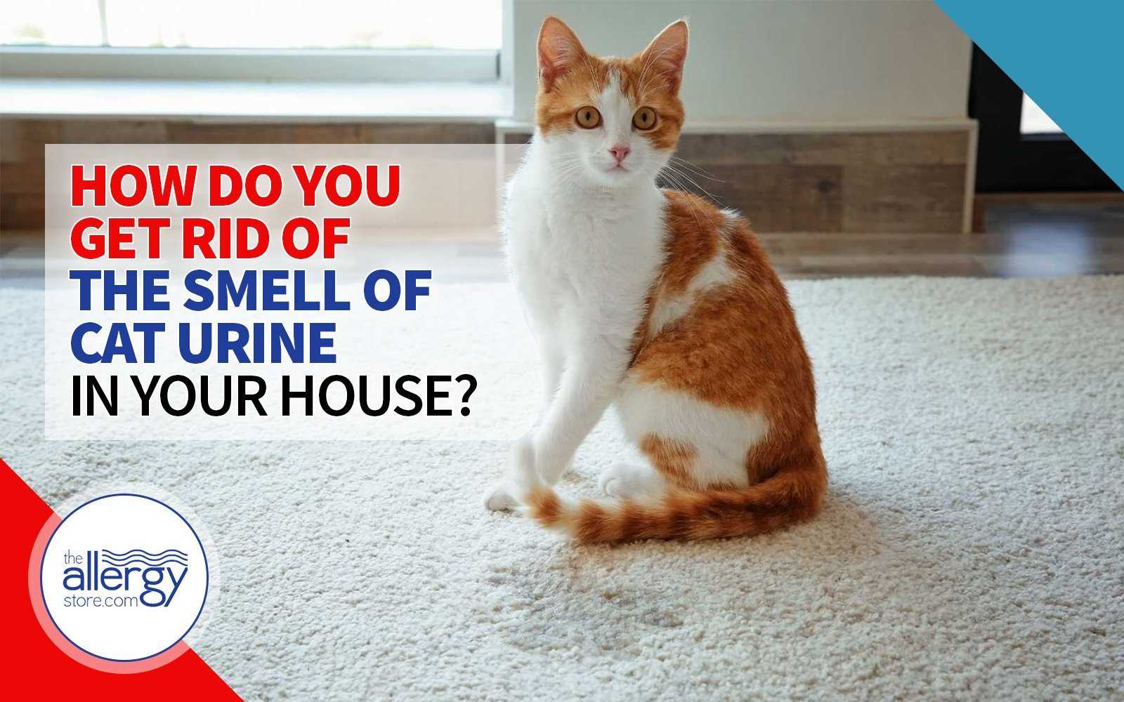 When to Seek Professional Help for Cat Urine Odor