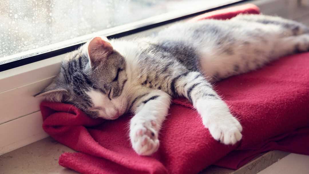 Creating a Comfortable Napping Environment