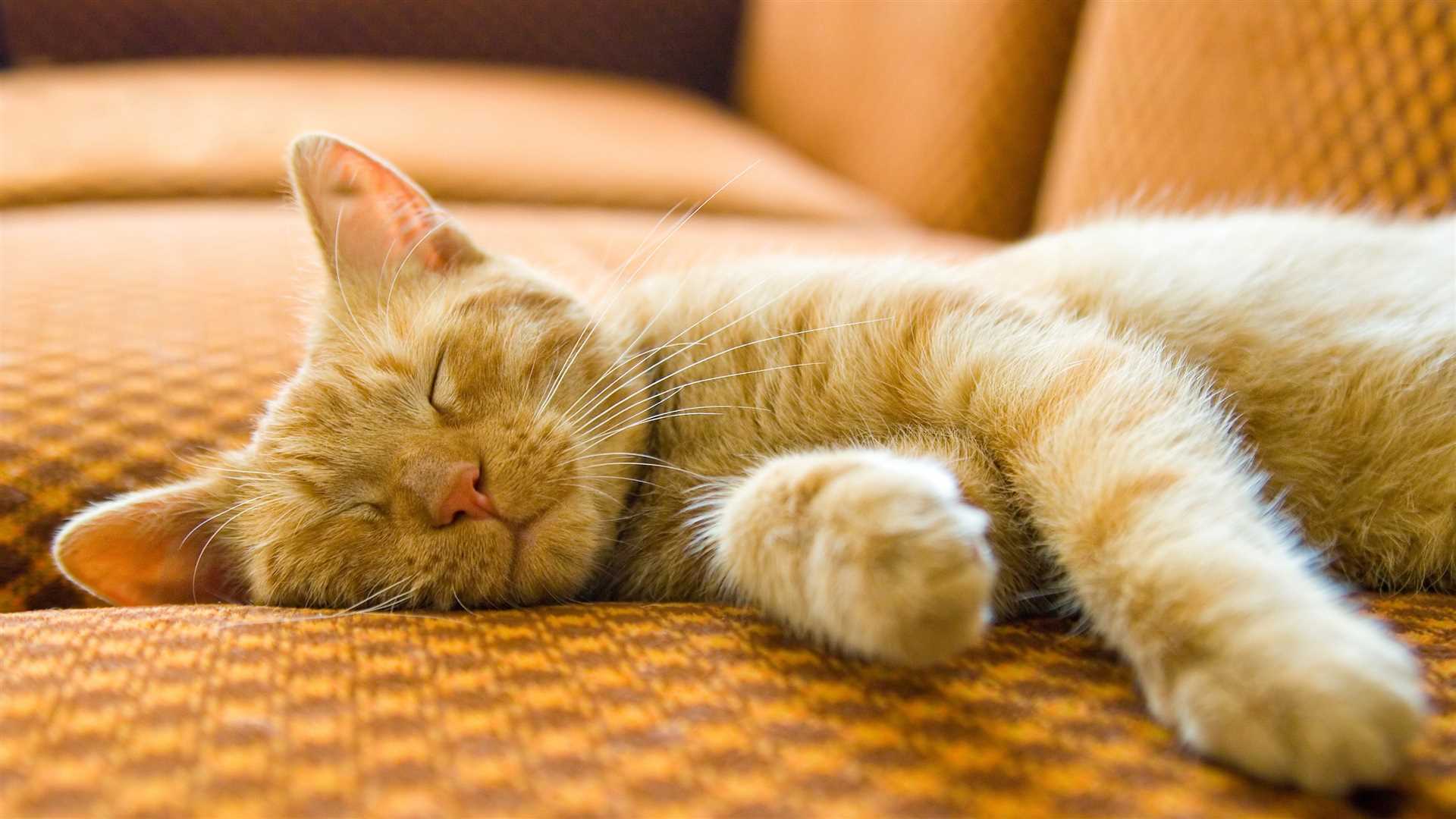 Understanding Sleep Patterns