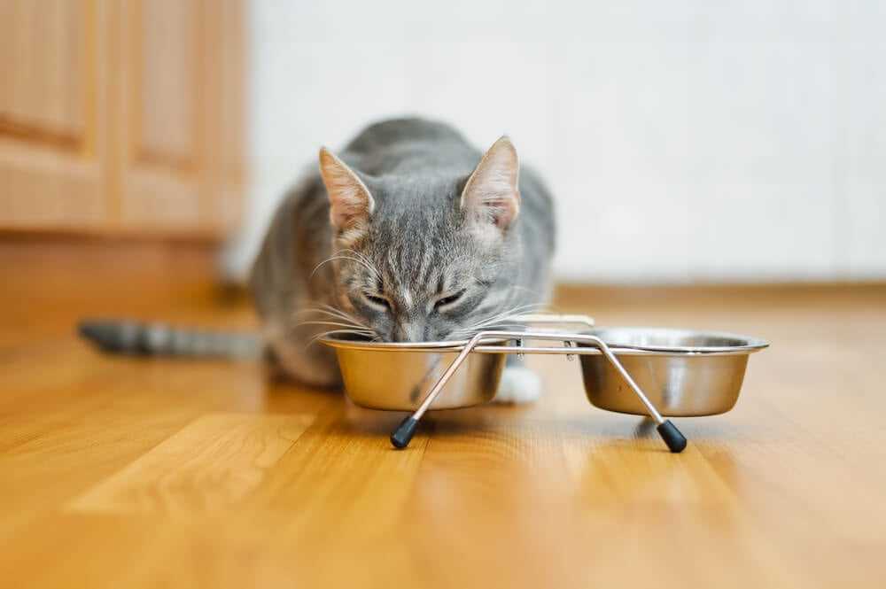 Adjusting Meal Times for Weight Management