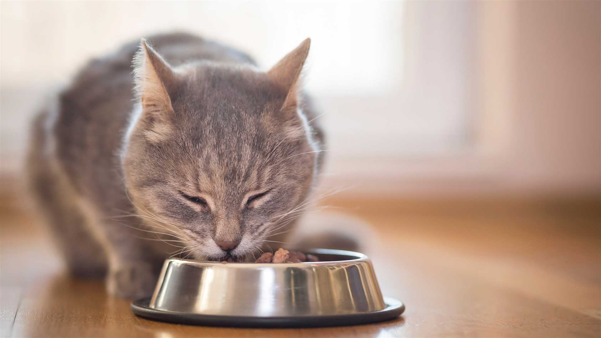Recommended meal schedules for kittens vs. adult cats