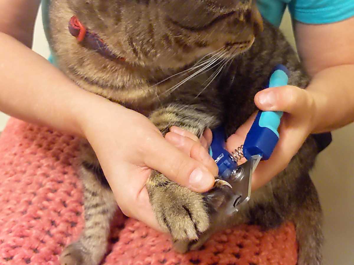 Measuring Your Feline's Claw Length Accurately