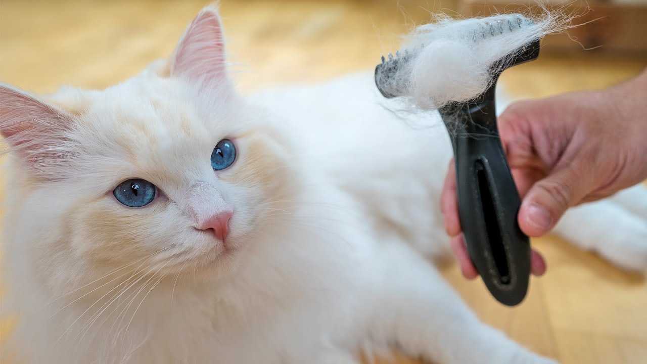 Determining the Right Brush for Your Cat