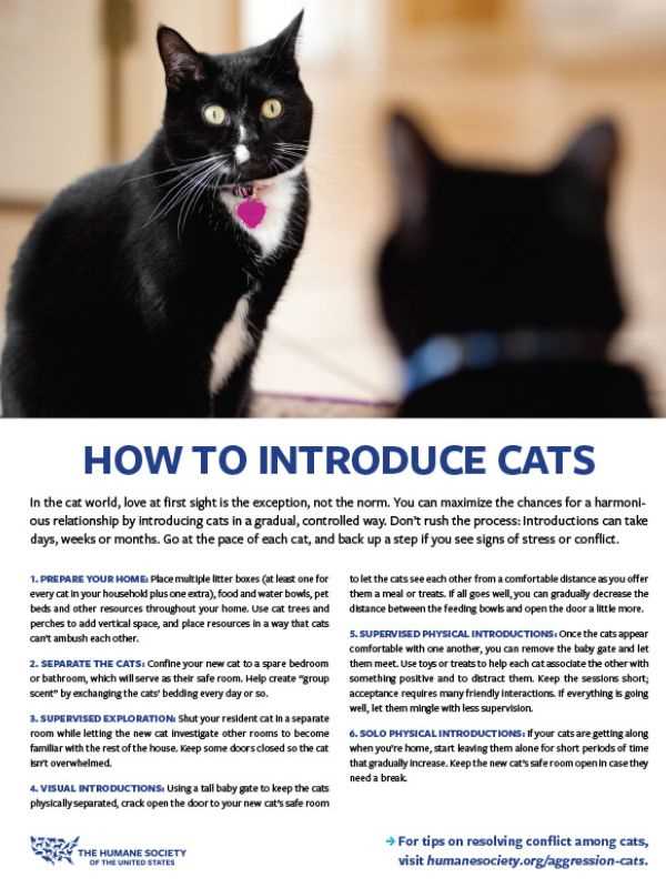 After the initial phase, gradual introductions can occur over several days. Start with short, supervised meetings, gradually increasing their duration as comfort levels rise. Monitor their behaviors closely; signs of aggression or anxiety may indicate a need for more time apart.