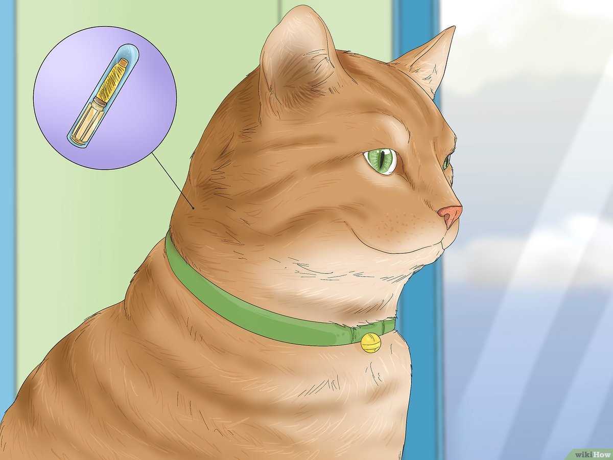 Ultimately, patience is key. Every cat has its own pace, and respecting that timeline leads to a more peaceful coexistence. Observing their interactions will guide you in determining when to progress further.