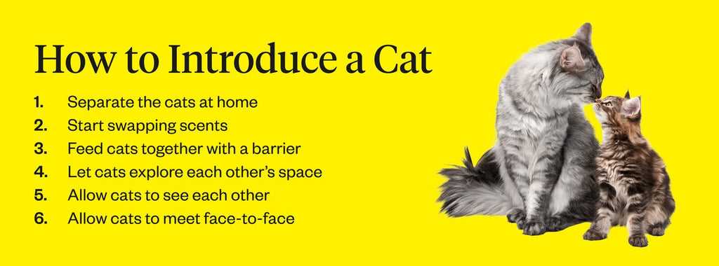 Creating a Safe Space for Each Cat
