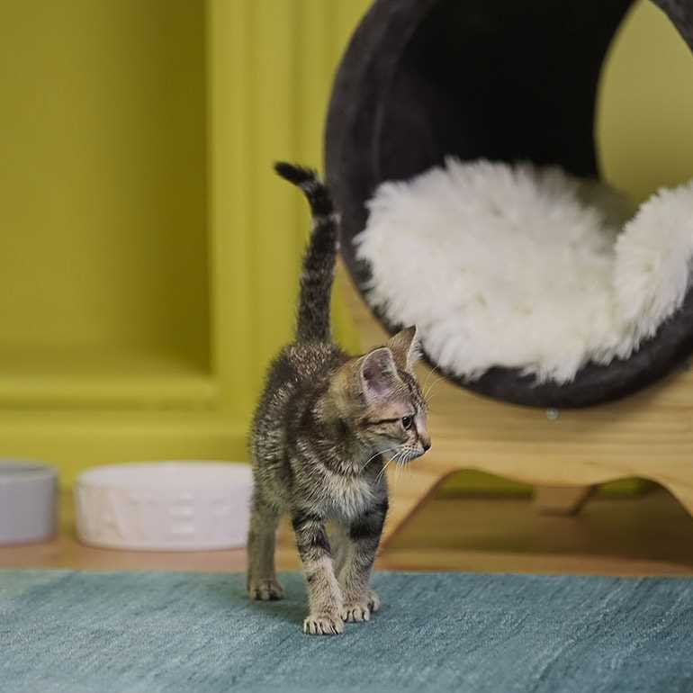 Timing for Cat Companionship