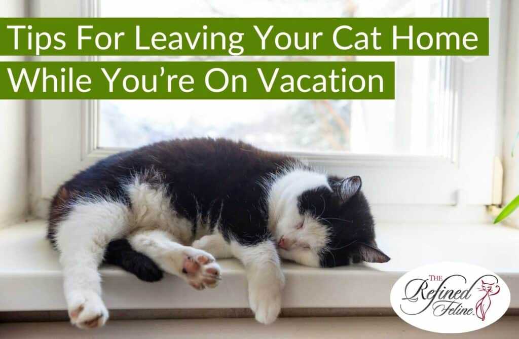 When to Seek Help for Your Cat's Loneliness