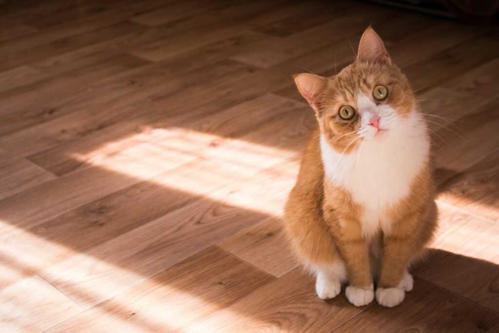 Understanding Your Cat's Social Needs
