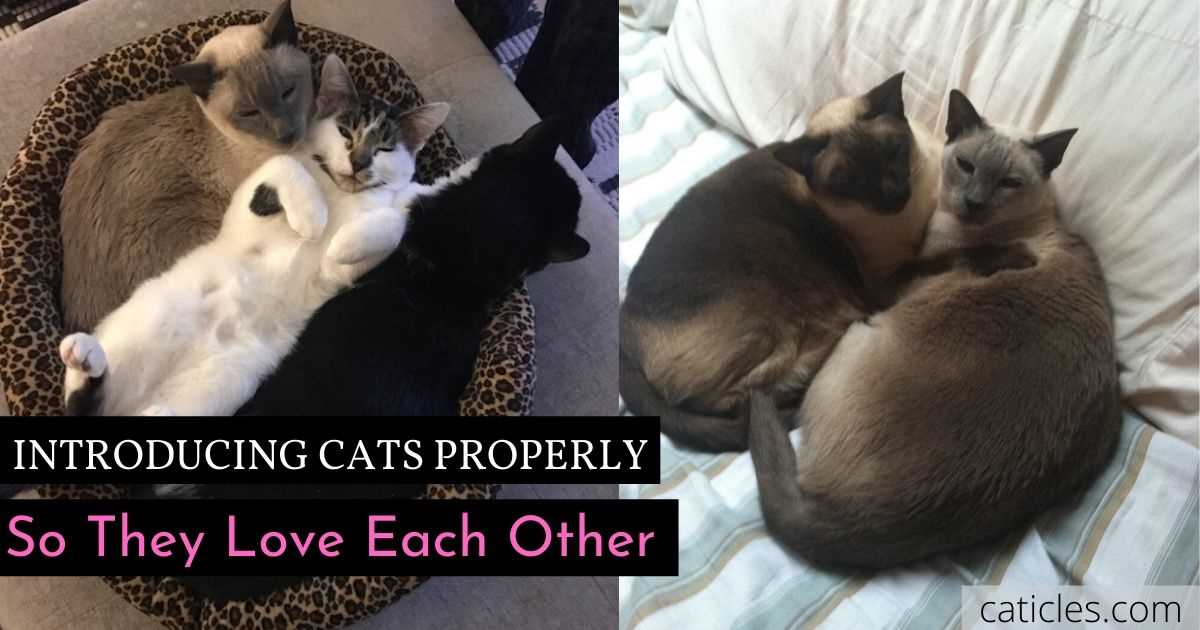Timing for Cat Companionship