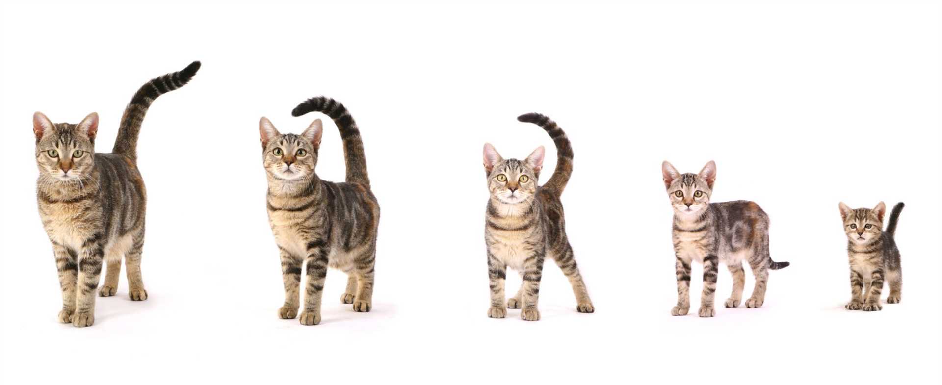 3. Siamese