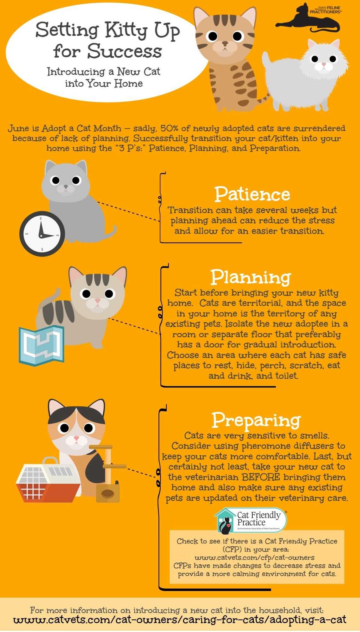 Assessing Your Resident Cat's Temperament