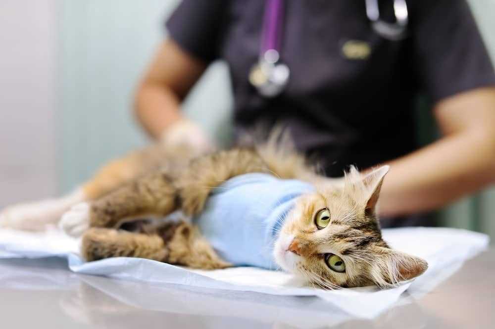 When to Consult Your Veterinarian
