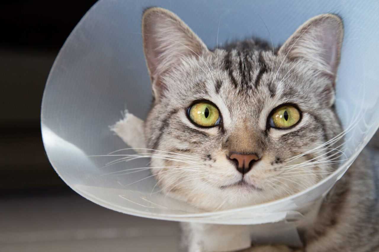 Creating a Comfortable Recovery Space for Your Cat