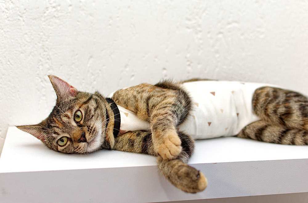 Signs Your Cat Is Ready to Rejoin Others