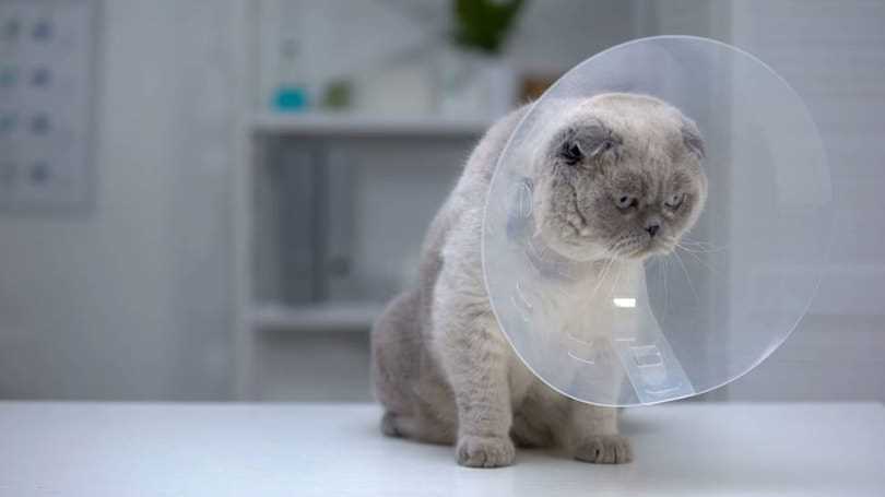 Understanding the Neutering Procedure and Recovery
