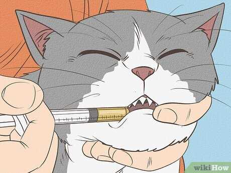 Monitoring Your Cat's Behavior During Recovery