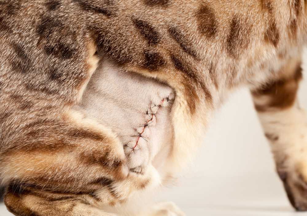 When to Reintroduce Felines Post-Procedure