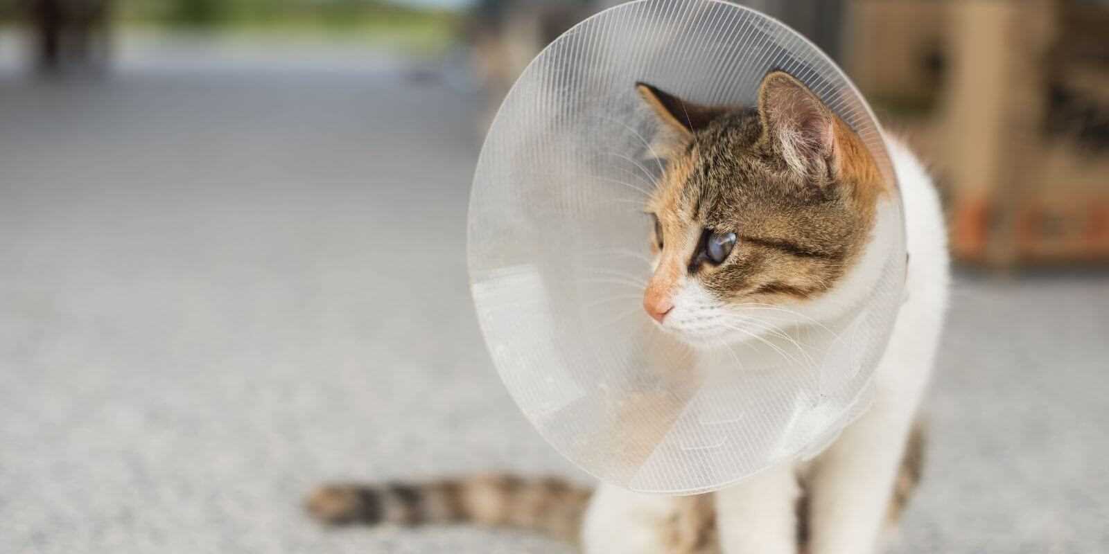 Impact of Not Using a Cone on Recovery