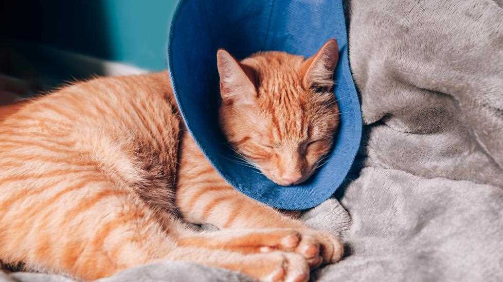 Understanding the Spaying Process and Recovery Timeline