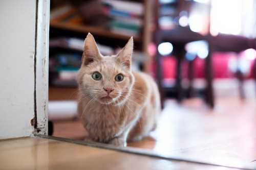 Understanding the Adjustment Period for Cats