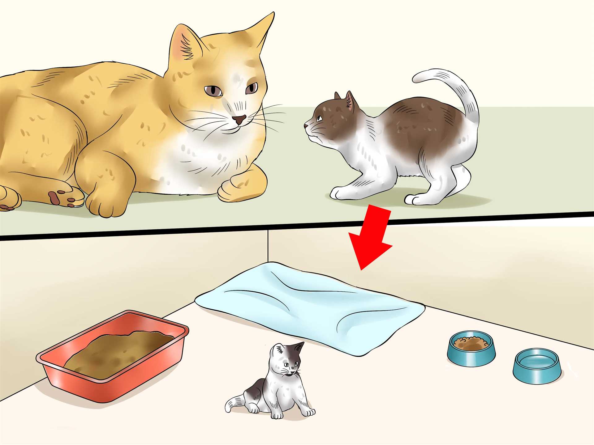 Duration of Isolation for Feline Companions