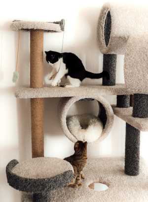 Creating a Safe Space for Felines